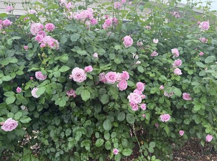 29 Calle Susanna, Elk Grove, CA 95624 Photo