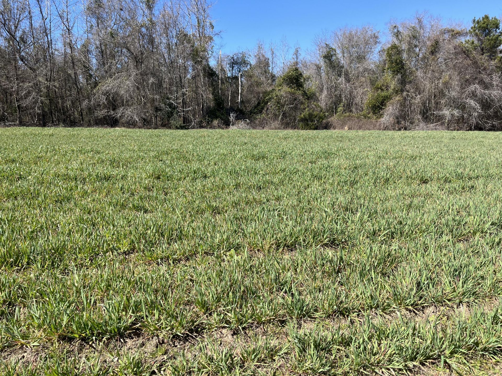 413 Lynchburg Road Photo 13