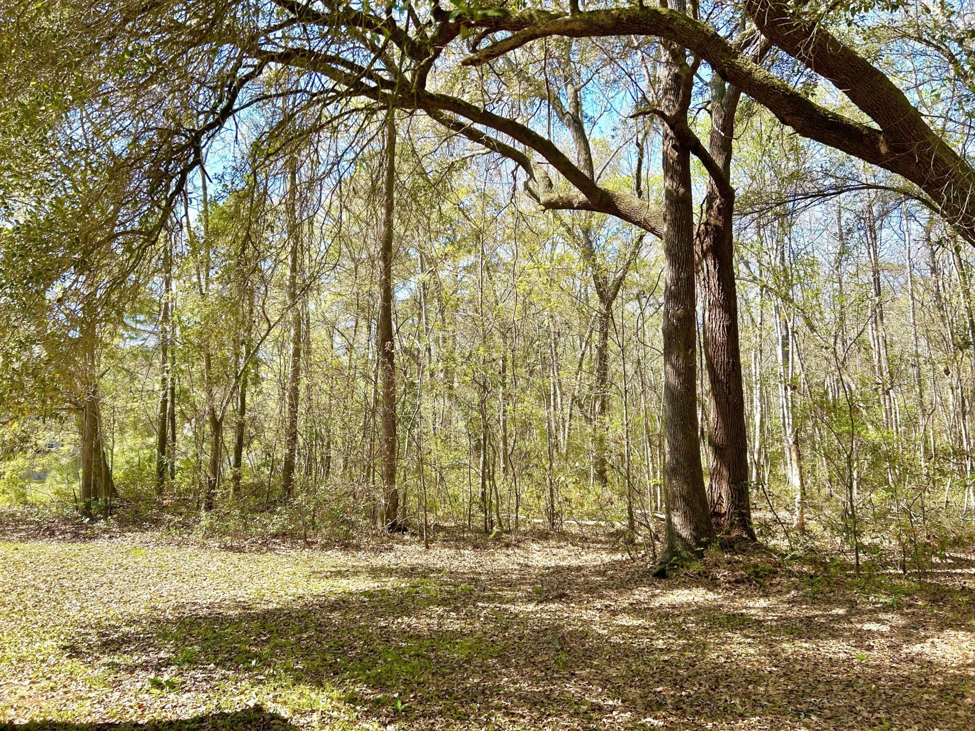 2911 Maybry Drive Photo 35