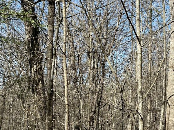 N Center Ridge Place, Baneberry, TN 37890