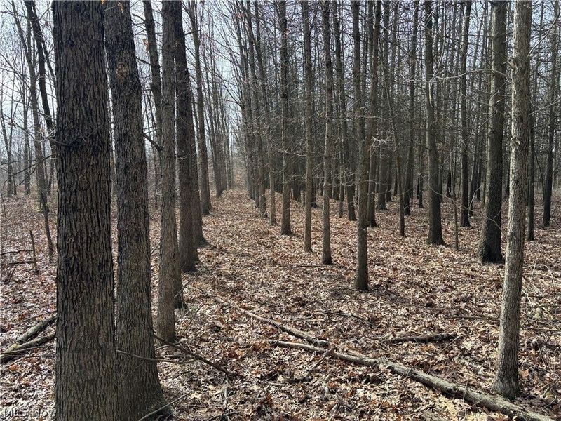 15961 Terramont Street NE, Minerva, OH 44657 Photo 29