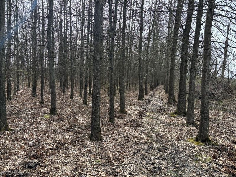 15961 Terramont Street NE, Minerva, OH 44657 Photo 31