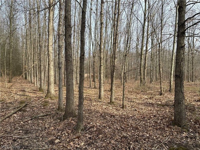 15961 Terramont Street NE, Minerva, OH 44657 Photo 33