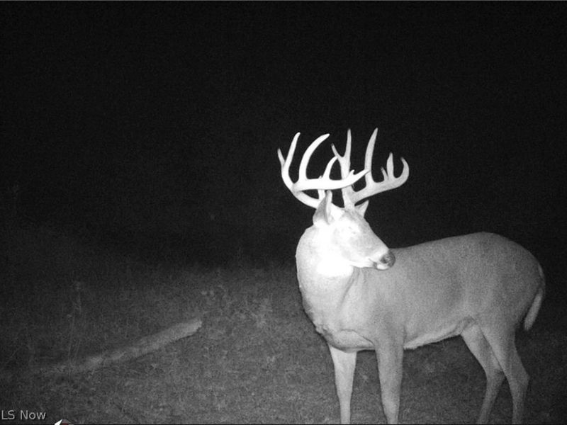 15961 Terramont Street NE, Minerva, OH 44657 Photo 38