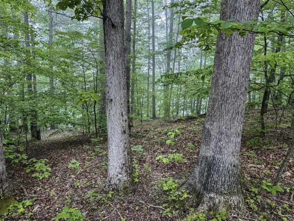 Lot 1 Shortline Highway, Porters Falls, WV 26162