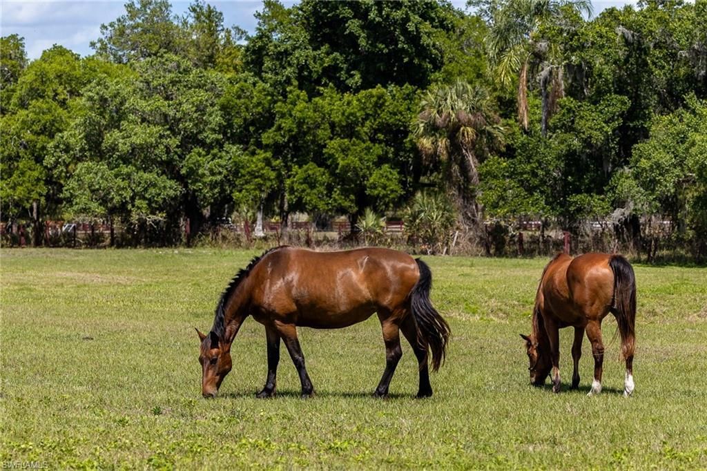 16100 N River Rd , Alva, FL 33920 Photo