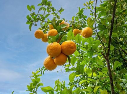 6311 Bluebill Ct, Rocklin, CA 95765 Photo