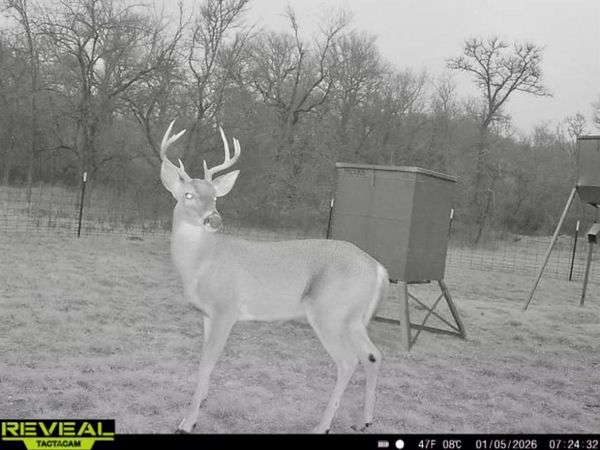 TBD 213.5 acs FCR 984, Mexia, TX 76667