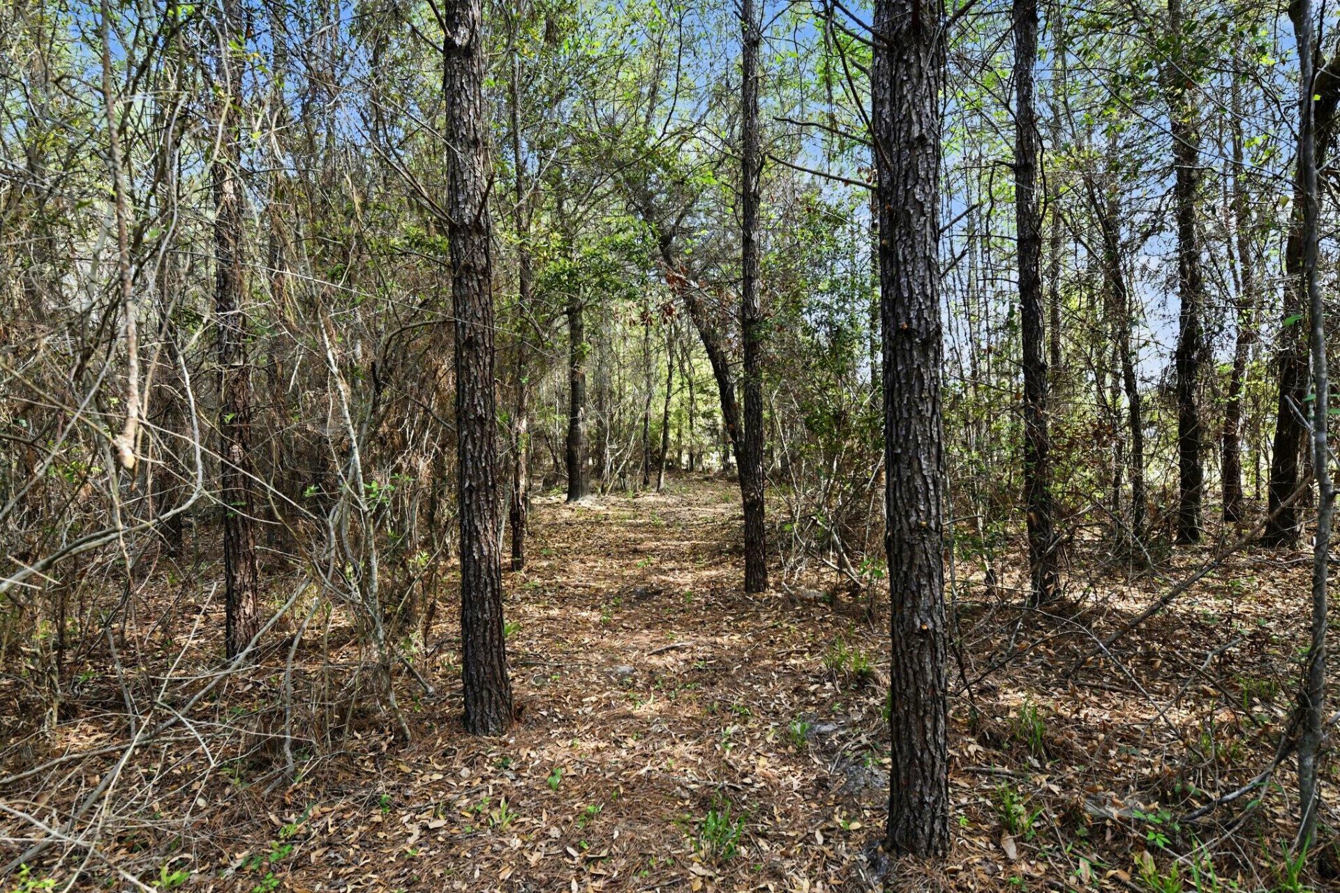 132 Oak Estates Way Photo 17