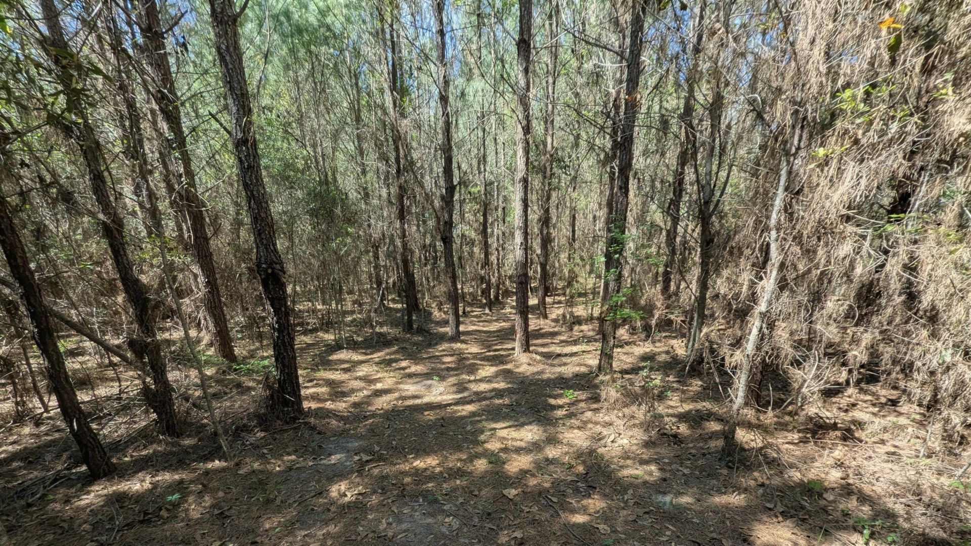 132 Oak Estates Way Photo 20