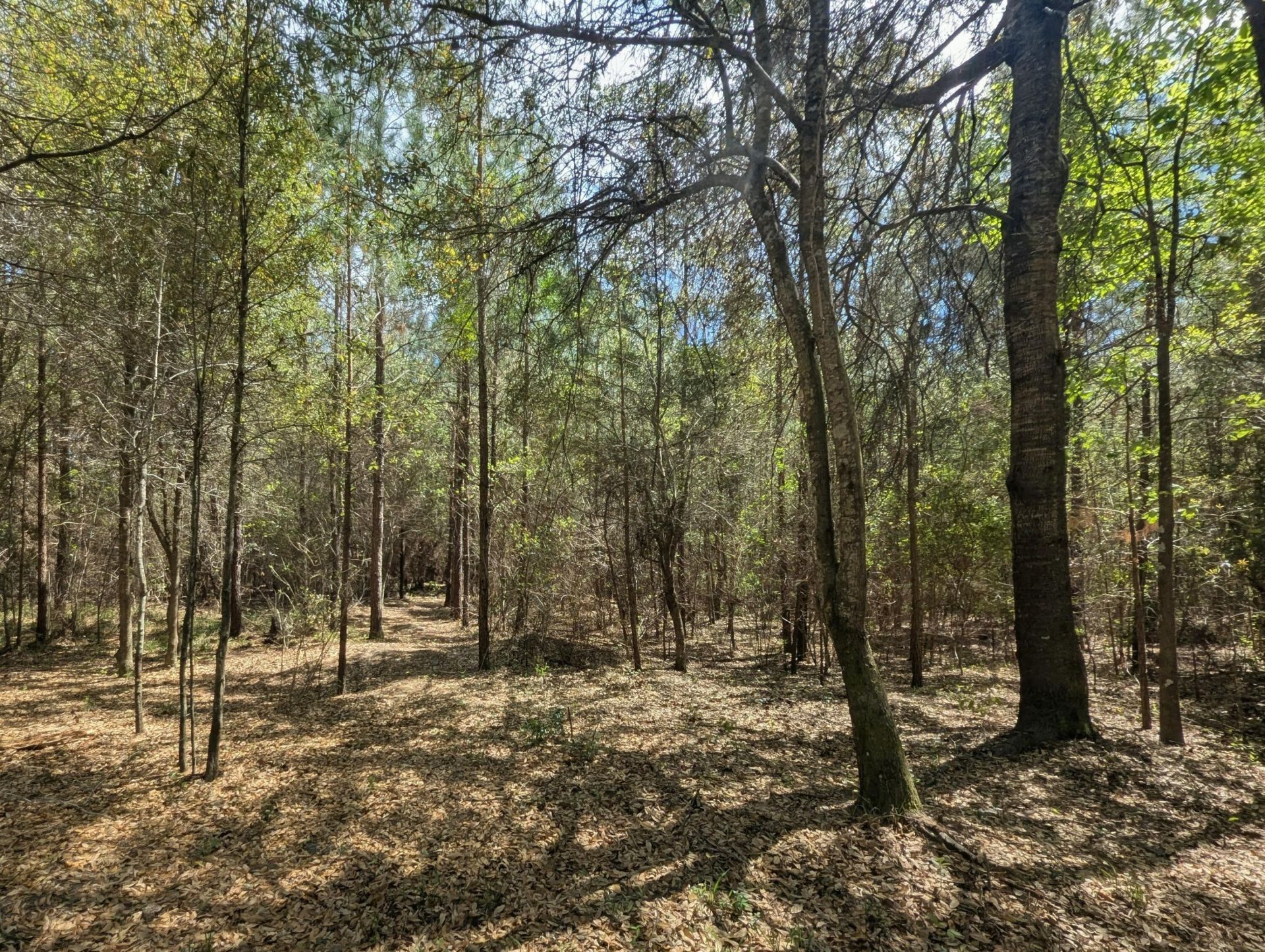 132 Oak Estates Way Photo 25