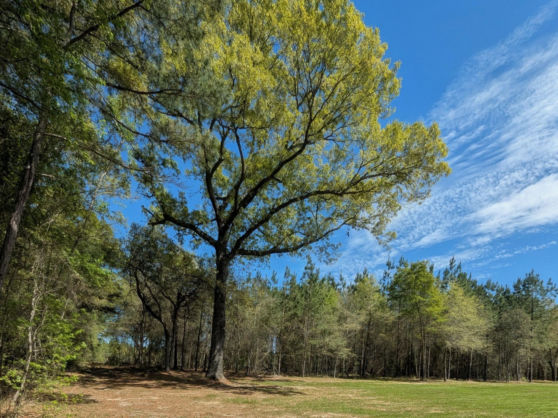 132 Oak Estates Way Photo 8