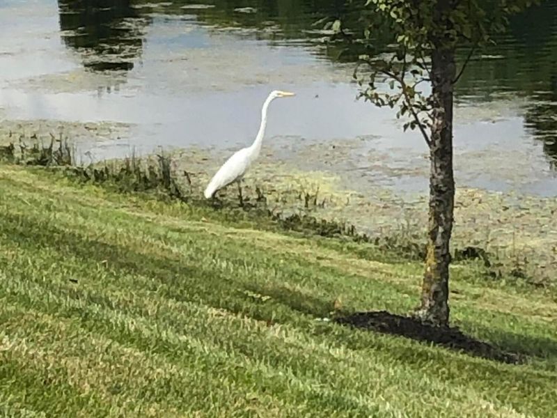 1796 Epic Way , Unit 40, Grove City, OH 43123 Photo 20