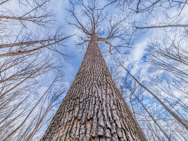 1620 Coffee Hollow Road, Peebles, OH 45660 Photo 25