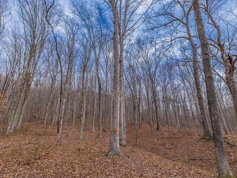 1620 Coffee Hollow Road, Peebles, OH 45660 Photo 28