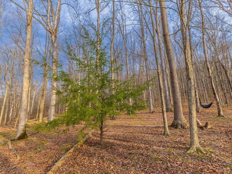 1620 Coffee Hollow Road, Peebles, OH 45660 Photo 67