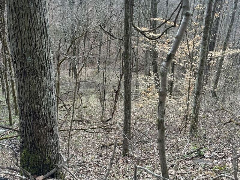 44800 Jim Stimpert Road, Lewisville, OH 43754 Photo 25