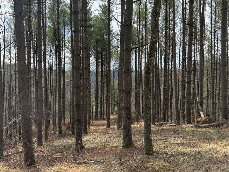 44800 Jim Stimpert Road, Lewisville, OH 43754 Photo 26