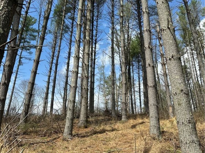 44800 Jim Stimpert Road, Lewisville, OH 43754 Photo 27