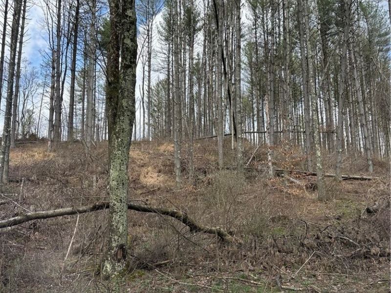 44800 Jim Stimpert Road, Lewisville, OH 43754 Photo 28