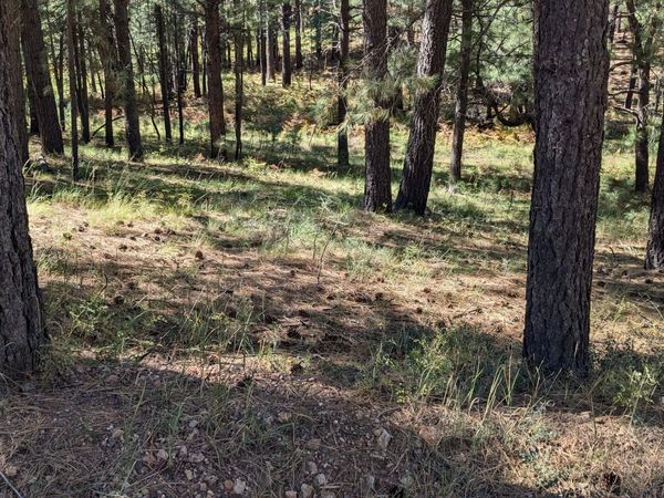 1878 SHEEP SPRINGS Road, Unit 427, Forest Lakes, AZ 85931