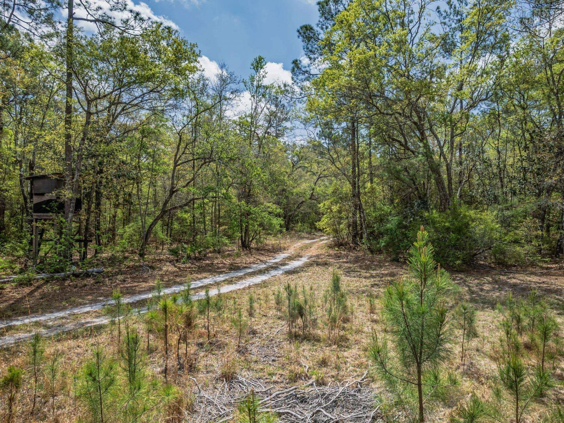 Xxx Tucker Springs Road, Sopchoppy, FL 32358 Photo