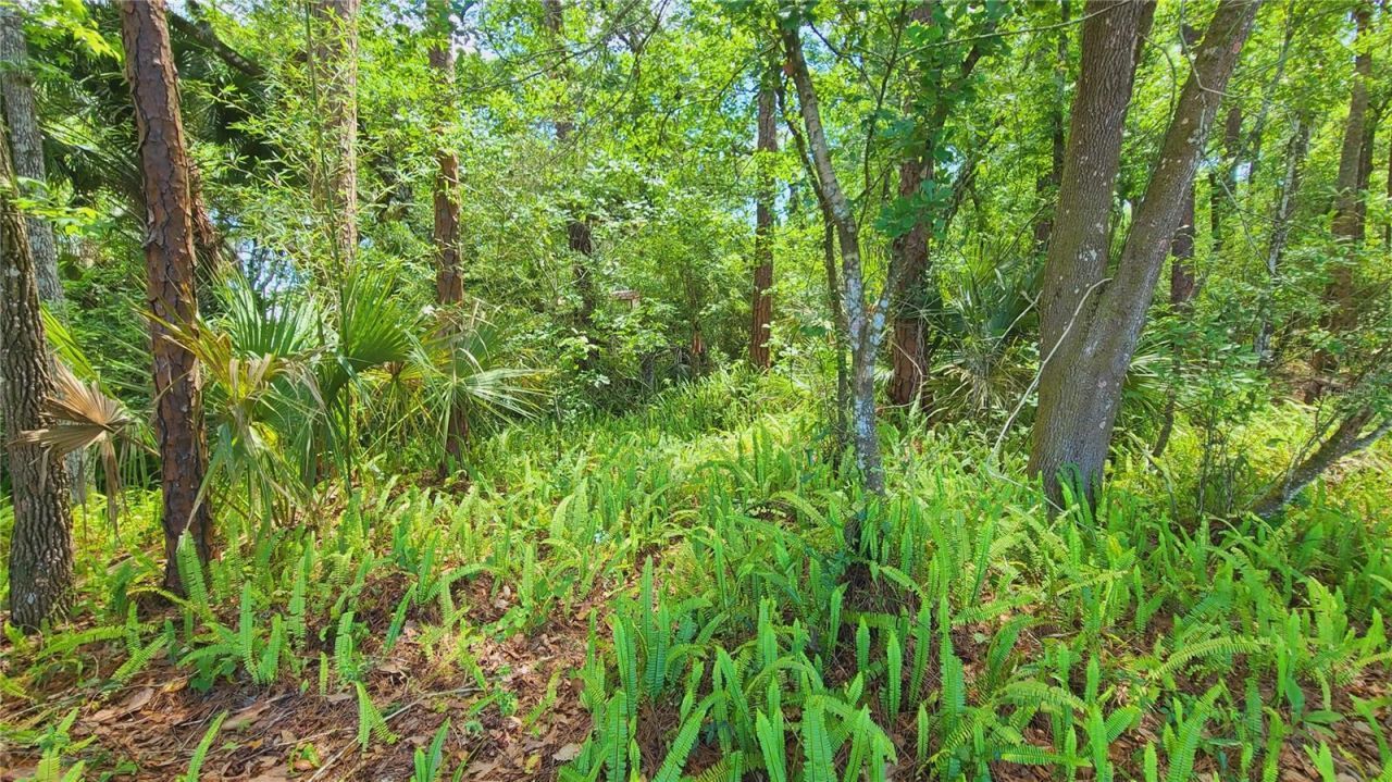 1013 Cupid Avenue , Christmas, FL 32709 Photo