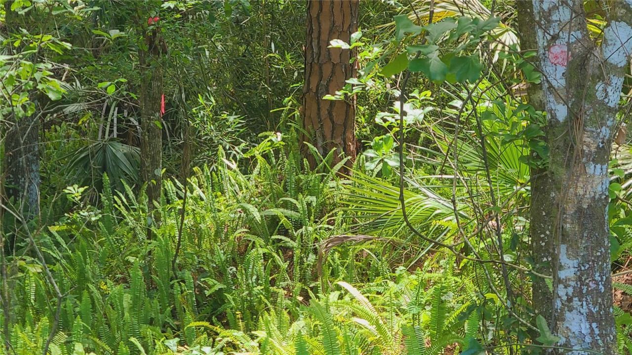 1013 Cupid Avenue , Christmas, FL 32709 Photo