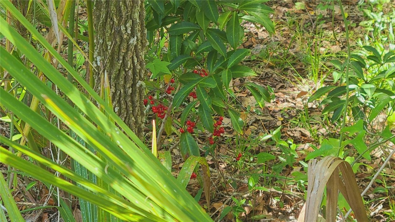 1013 Cupid Avenue , Christmas, FL 32709 Photo