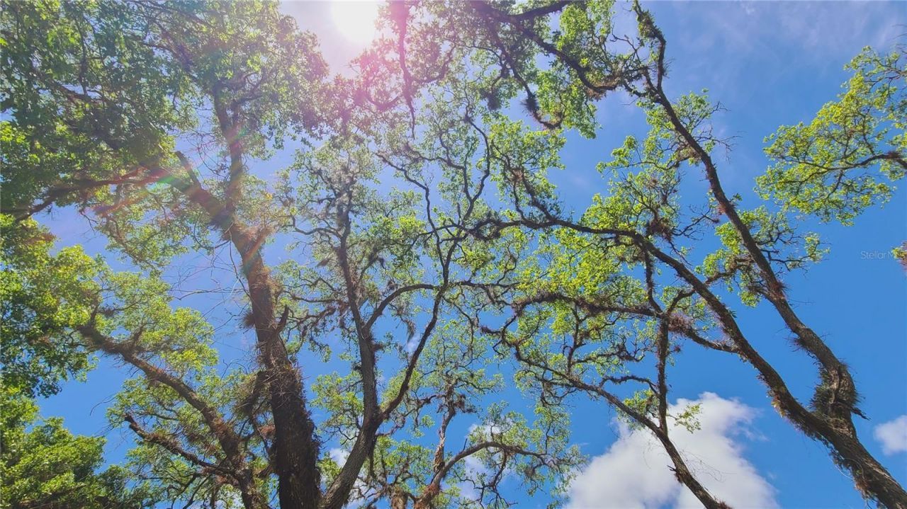 1013 Cupid Avenue , Christmas, FL 32709 Photo