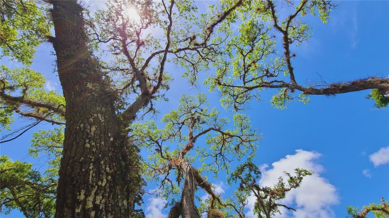 1013 Cupid Avenue , Christmas, FL 32709 Photo