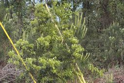 Tbd Gussie Ct. photo 4