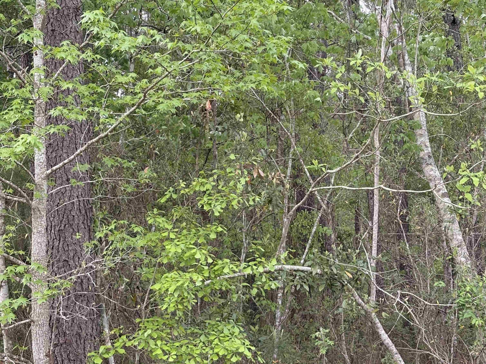 Tbd Gussie Ct. Photo 4