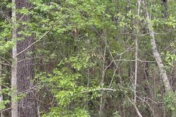 Tbd Gussie Ct. photo 4