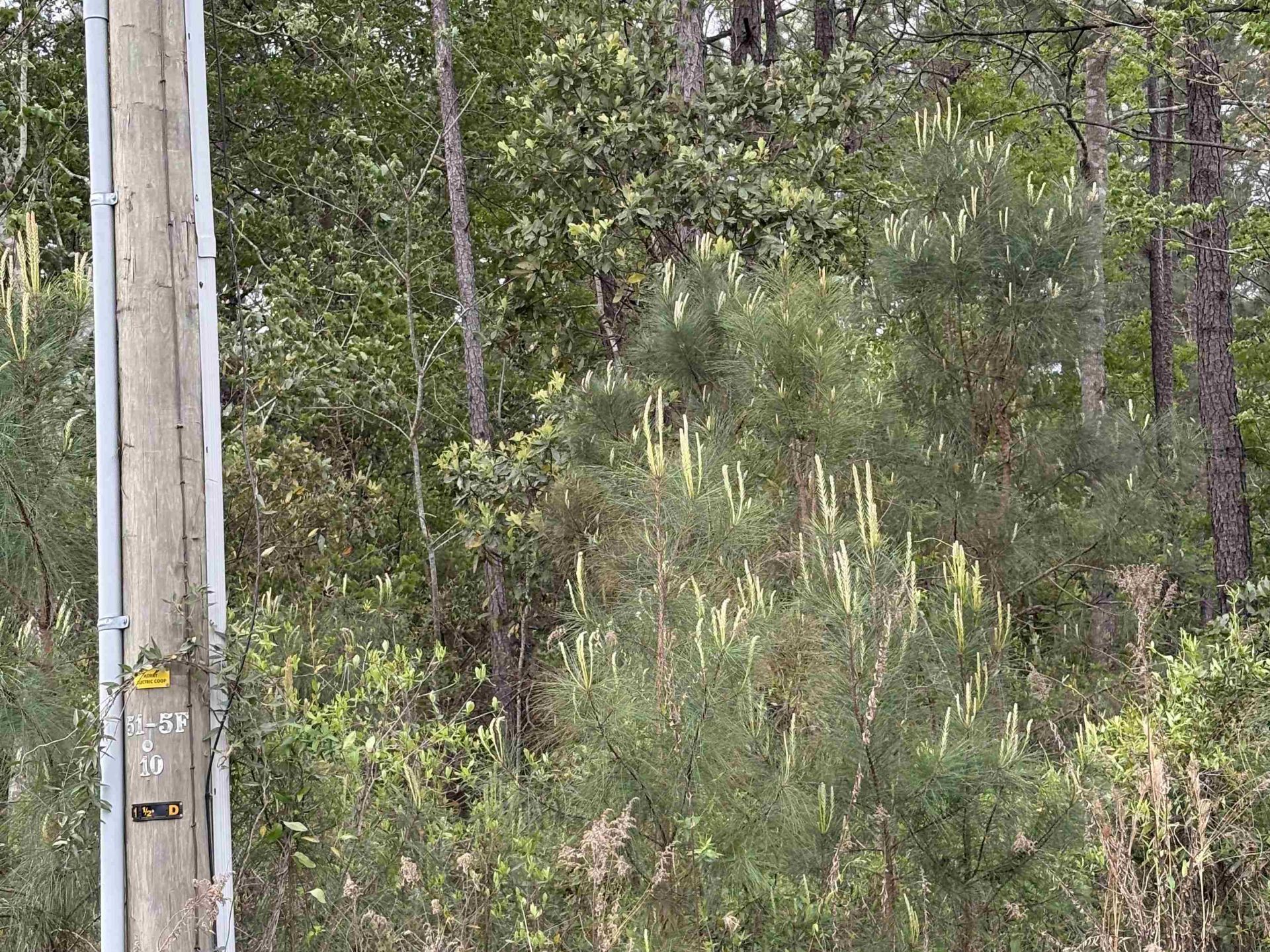 Tbd Gussie Ct. Photo 6