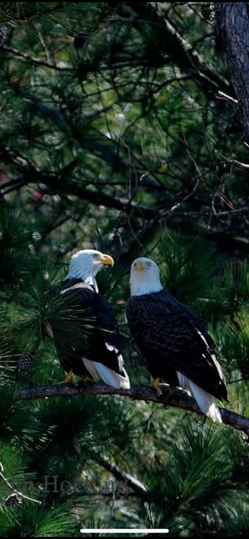 492 Rowley Lane Photo 54