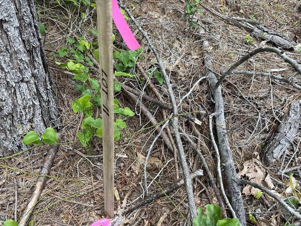 xx Tract 11 Castle, Glenwood, AR 71943