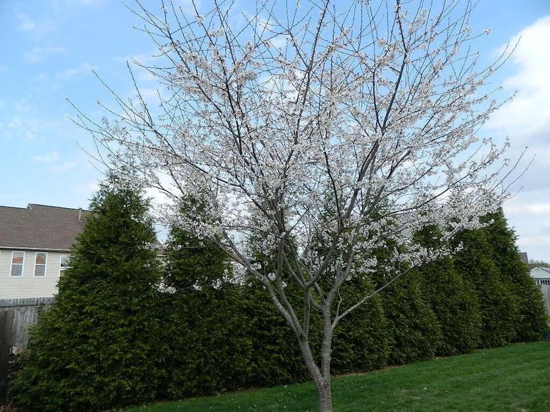 3626 Natalie Drive, Grove City, OH 43123 Photo 7