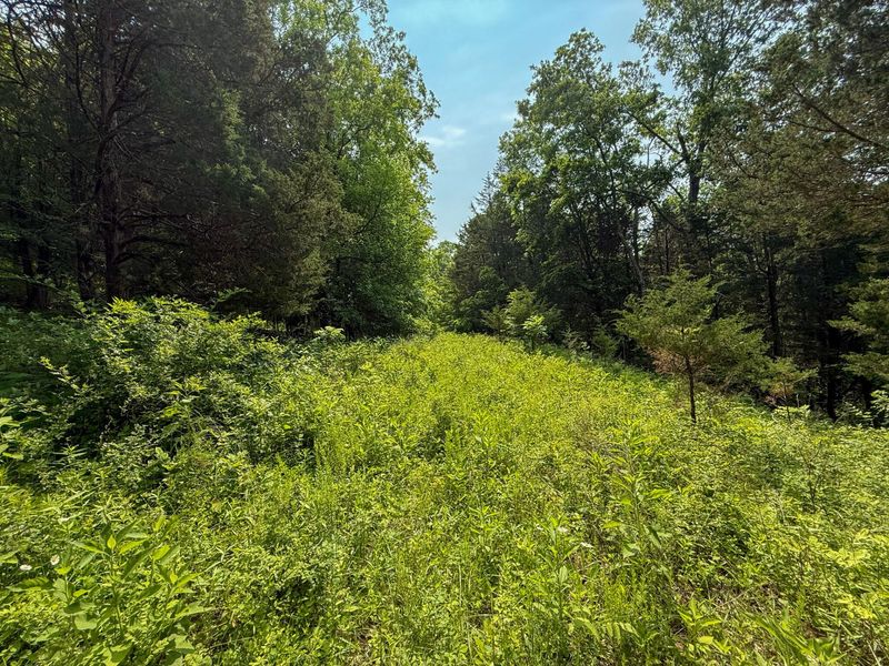 0 Big Twin Creek Road, Worthville, KY 41098 Photo 25