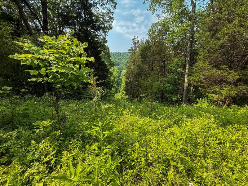 0 Big Twin Creek Road, Worthville, KY 41098 Photo 26