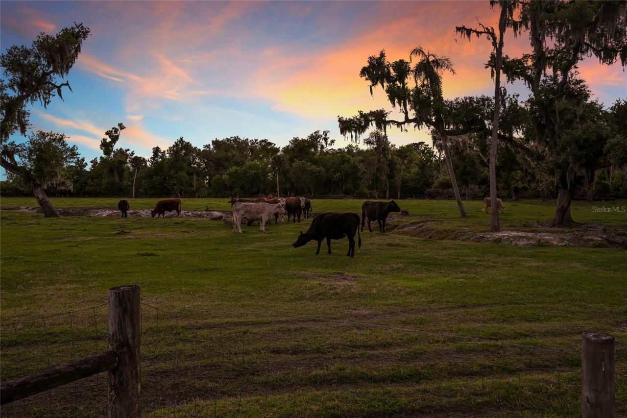 30854 Singletary Road, Myakka City, FL 34251 Photo