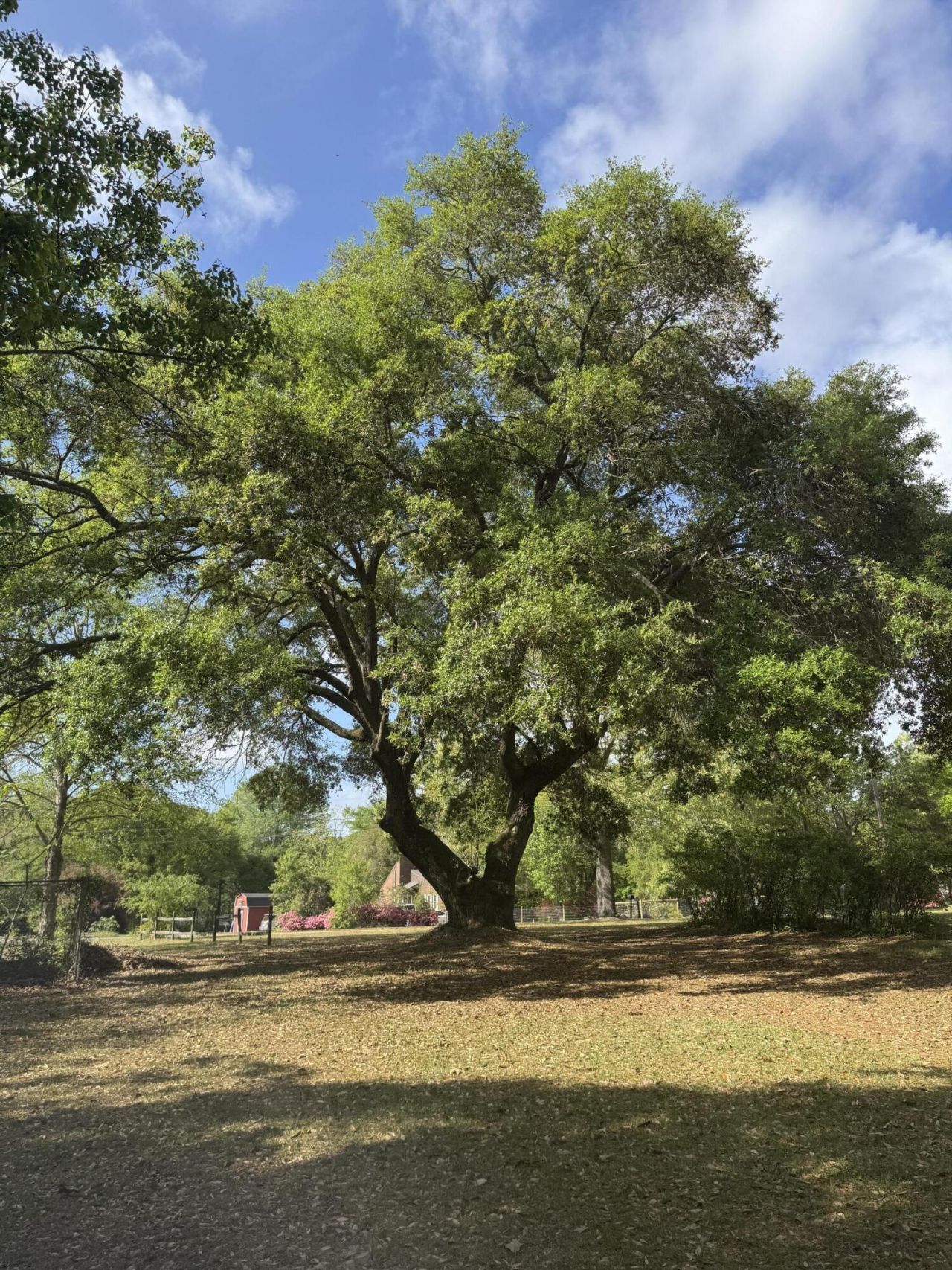 102 Norris Drive Photo 5