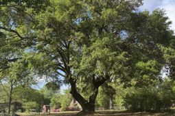 102 Norris Drive photo 4