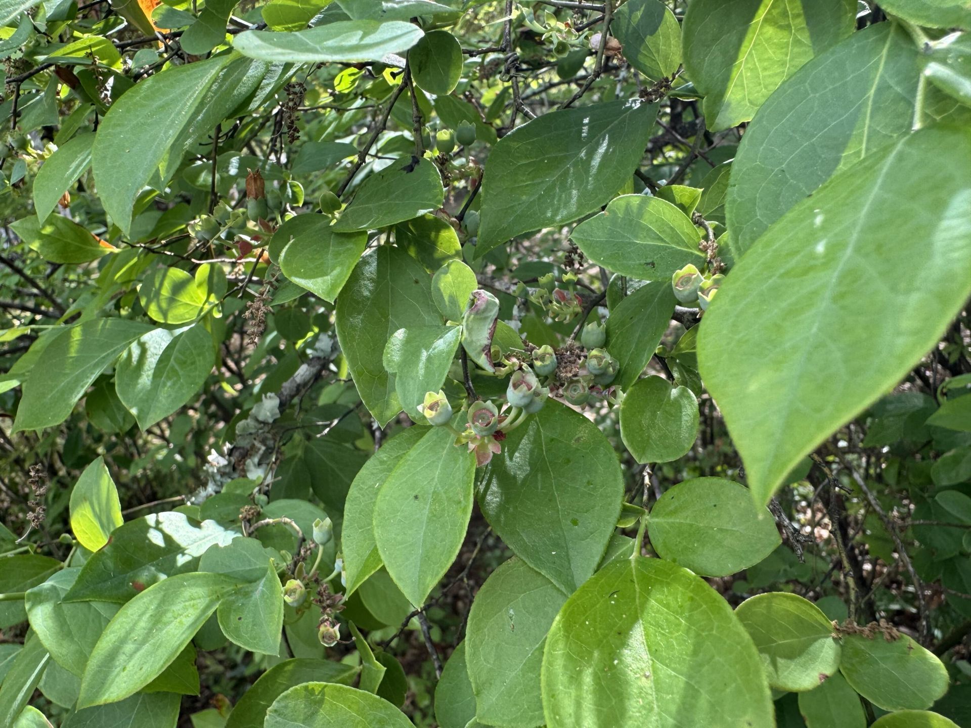 102 Norris Drive Photo 8