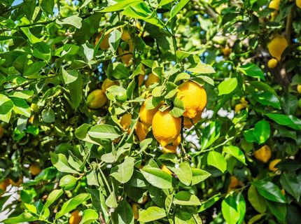 4921 Mcglashan St, Sacramento, CA 95820 Photo