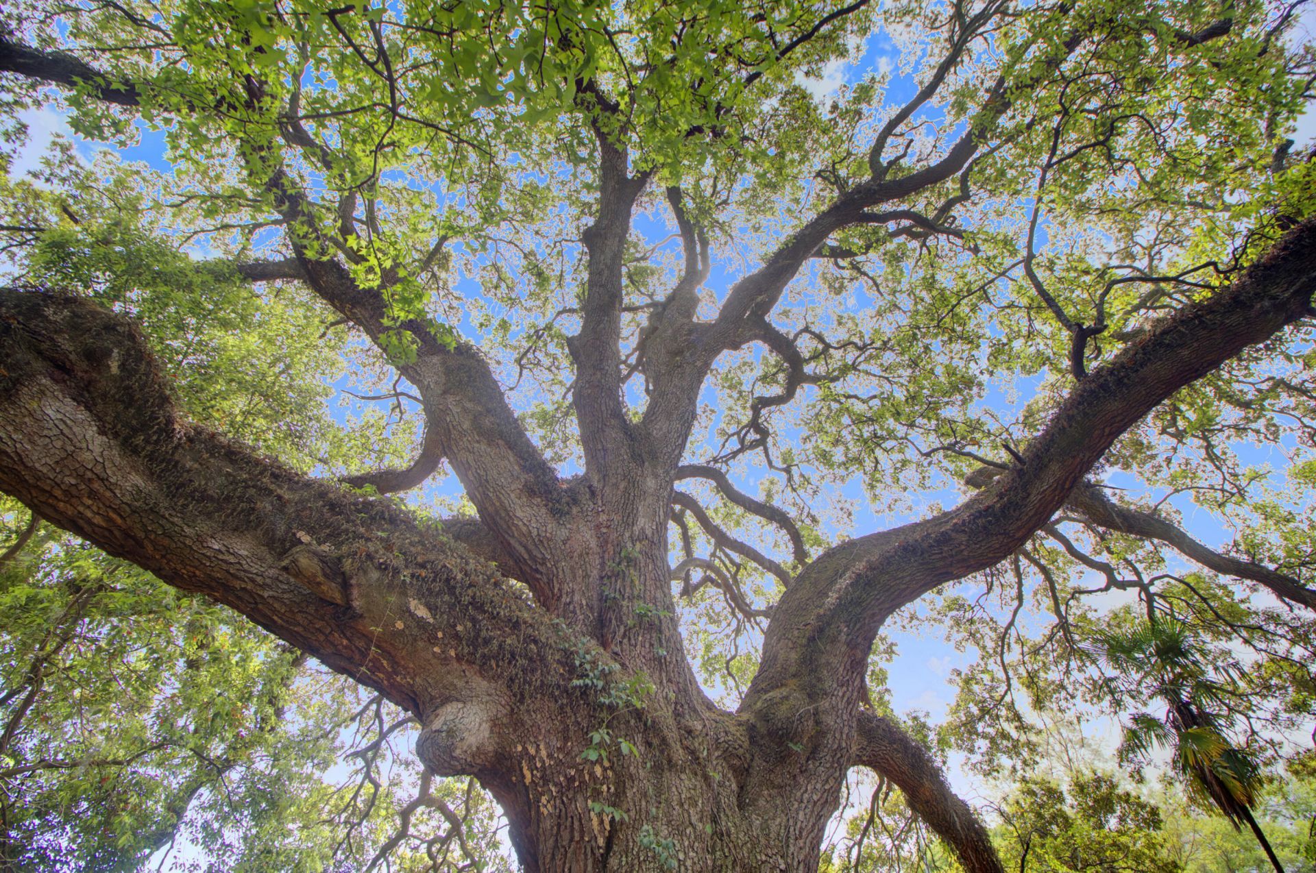 1119 Smithfield Place Photo 34