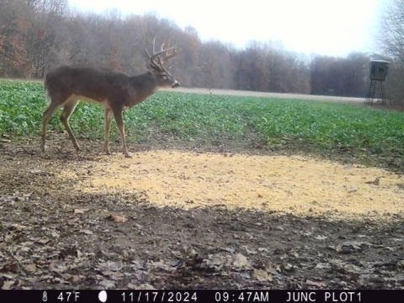 Flagdale, Junction City, OH 43748 Photo 11