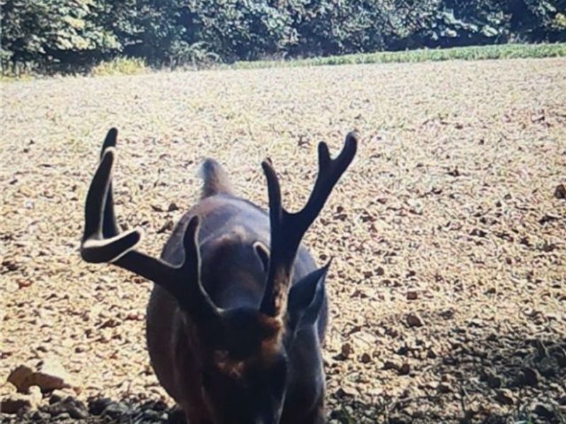 Flagdale, Junction City, OH 43748 Photo 23