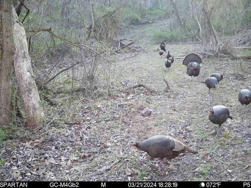 Crown City, OH 45623 Photo 56