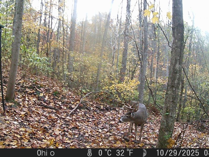 Crown City, OH 45623 Photo 58